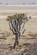 Quiver tree (Aloe dichotoma), Namibia, Africa