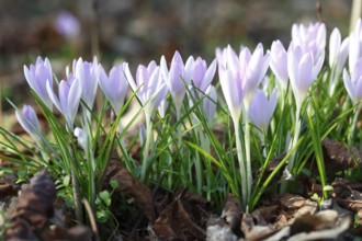 Flowers of the spring crocus (Crocus vernus), saffron plant, Middle Elbe Biosphere Reserve,