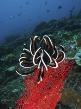 Black and white Bennett's hairstar (Anneissia bennetti) in contrast to red gorgonian on a coral