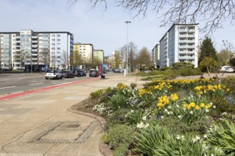 Spring flowers on Brückenstraße with new buildings from the GDR era, Chemnitz, Saxony, Germany,