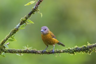 Flame tanager (Pamphecelus passerinii), tanager (Thraupidae), Costa Rica, Central America