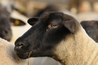 A sheep with a black face surrounded by others in a grazing environment, domestic sheep (Ovis