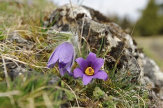 Purple Pasque flowers next to a stone with natural elements, Pasque flower (Pulsatilla vulgaris),