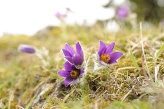 Purple Pasque flowers blooming between grass and moss, Pasque flower (Pulsatilla vulgaris), Upper