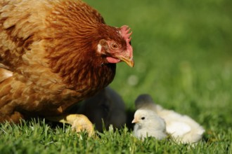 A hen attentively observes her chicks in the grass, domestic fowl (Gallus gallus domesticus),