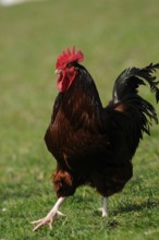 A cockerel with a red comb on a green meadow, domestic fowl (Gallus gallus domesticus), Franconia