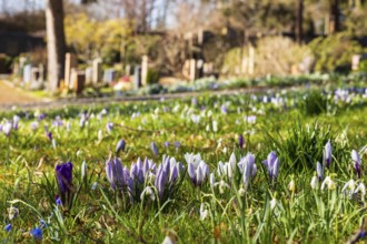 Crocuses (crocus) blooming between graves, spring at the Trinitatisfriedhof Riesa, Saxony, Germany,