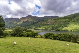 Sheep in the landscape at Lake Llyn Geirionydd, Snowdonia National Park, Wales, Great Britain