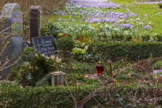 Crocuses (crocus) bloom between the graves at the Trinitatisfriedhof cemetery in Riesa, Saxony,