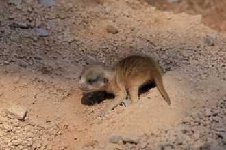 Little Earthling (Suricata suricatta), young animal, newborn, baby