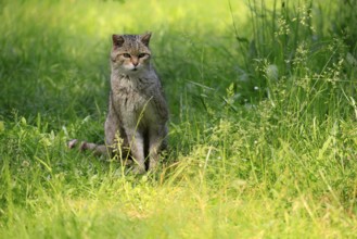 European wildcat (Felis silvestris), adult, meadow, sitting, foraging, alert, Germany, Europe