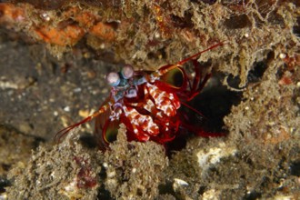 Clown mantis shrimp (Odontodactylus scyllarus) with distinctive eyes hiding in the seabed, dive