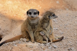 Tiger nut (Suricata suricatta), adult, two adults, juvenile, newborn, baby, social behaviour