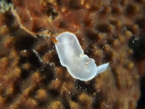 Transparent, white nudibranch with orange accents, yellow nudibranch (Ardeadoris angustolutea), on