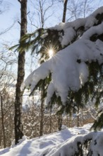 Snow-covered branch of a conifer with sun star, Erzgebirge, Saxony, Germany, Europe