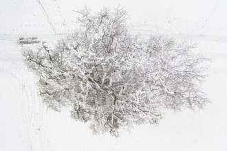 Single snow-covered tree, from above the branches injured by snow breakage become visible, near