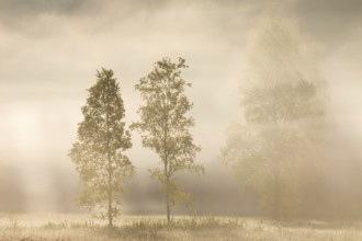 Birches (Betula) in the early morning mist, Birch family (Betulaceae), Irndorfer Hardt, Upper