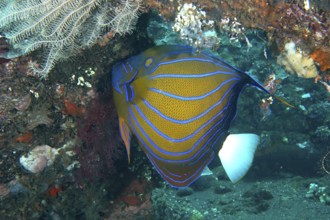 A magnificent ring angelfish (Pomacanthus annularis) with a bright pattern on a coral reef, dive