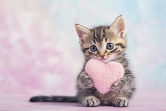 Cute small tabby kitten holding plush heart in front of pastel background. Generative AI, AI