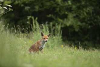 Red fox (Vulpes vulpes) adult animal sitting in grassland in the summer, England, United Kingdom,