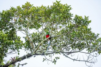 Quetzal (Pharomachrus mocinno) sitting on a tree in the cloud forest, Parque Nacional Los