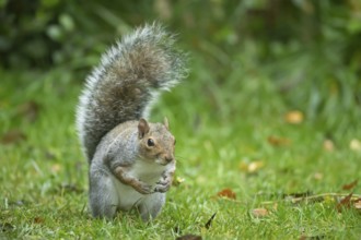 Grey squirrel (Sciurus carolinensis) adult animal on a garden grass lawn, England, United Kingdom,