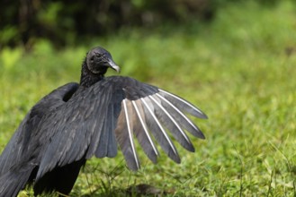 Raven vulture (Coragyps atratus), vulture birds (Aegypiinae), Laguna del Lagarto Lodge, Alajuela,