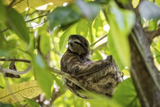 Brown-throated sloth (Bradypus variegatus) sitting in a tree, Cahuita National Park, Costa Rica,