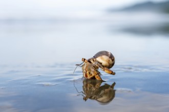 Pacific hermit crab (Coenobita compressus) in the water on a sandy beach with reflection, Corcovado