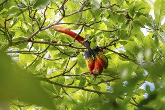 Scarlet Macaw (Ara macao) in catappa tree (Terminalia catappa), Corcovado National Park, Osa,