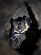 Bat in a cave in a tree trunk, in the rainforest, Corcovado National Park, Osa, Puntarena Province,