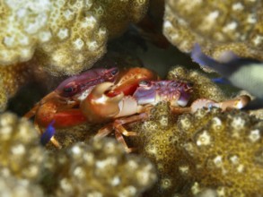 Pair of purple coral crab (Trapezia cymodoce) hiding between brown corals, dive site Puri Jati,