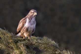 Steppe buzzard (Buteo buteo), sitting on a branch, Terfens, Tyrol, Austria, Europe