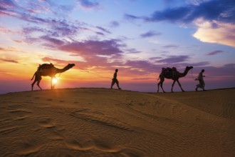 Indian cameleers camel drivers bedouin with camel silhouettes in sand dunes of Thar desert on