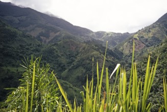 Landscape with wooded hills and deep valleys, the Blue Mountains, Jamaica, West Indies 1970,