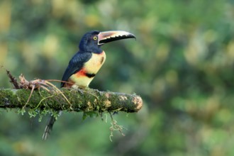 Collared aracari (Pteroglossus torquatus) sitting on a branch, Costa Rica, Central America