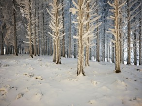 Forest in the snow and hoarfrost, Horben, Beinwil, Freiamt, Canton Aargau, Switzerland, Europe