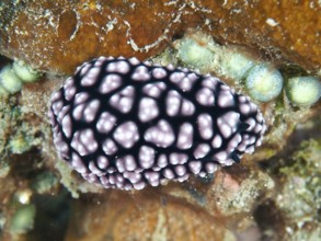 Spotted purple pustule warty snail (Phyllidiella pustulosa), warty snail, on marine substrate, dive