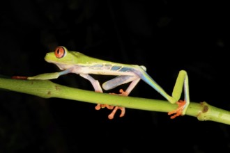 Red-eyed tree frog or red-eyed leaf frog (Agalychnis callidryas) walking over a branch, Costa Rica,