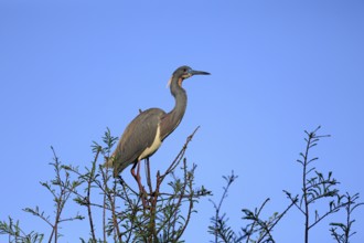 Tricoloured Heron (Egretta tricolor), adult, on tree, alert, St. Augustine, Florida, USA, North