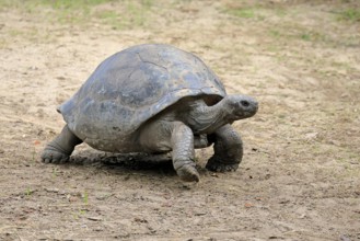 Galapagos giant tortoise (Chelonoidis niger), adult, foraging, captive, Galapagos Islands, Ecuador,