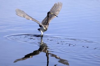 Tricoloured Heron (Egretta tricolor), adult, in the water, foraging, hunting, Merritt Island, Black