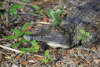 Australia Crocodile (Crocodylus johnsoni), adult, on land, portrait, captive, Australia, Oceania