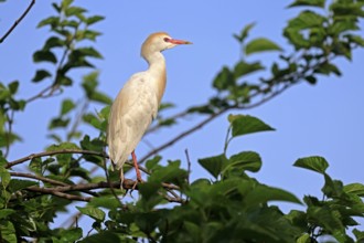 Cattle egret (Bubulcus ibis), adult, on tree, alert, St. Augustine, Florida, USA, North America