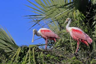 Roseate spoonbill (Platalea ajaja), adult, pair, breeding season, looking for breeding site, on