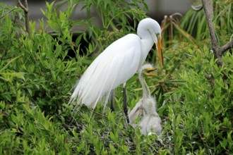 Great Egret (Ardea alba), adult, with young, feeding, nest, chicks, breeding site, St. Augustine,