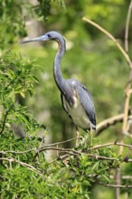 Tricoloured Heron (Egretta tricolor), adult, on tree, alert, Orlando, Florida, USA, North America