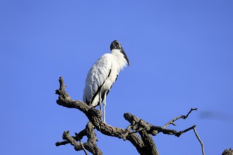 Wood stork (Mycteria americana), adult, on tree, waiting room, St. Augustine, Florida, USA, North