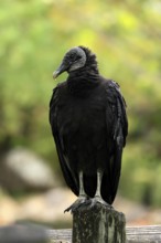 Raven Vulture (Coragyps atratus), adult, alert, perch, Orlando, Florida, USA, North America