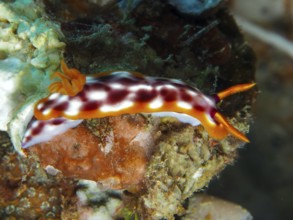 Spotted star snail (Hypselodoris purpureomaculosa), star snail, with orange-coloured tips, moves in